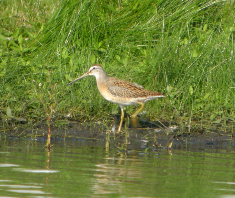 DSCN7968 c Short-billed  Dowitcher Whispering Willows Kankakee Co IL 8-17-2015