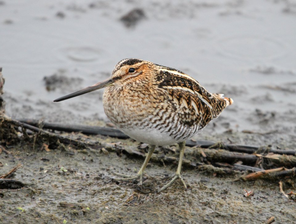 IMG 4763 c Wilson's Snipe Iroquois Co IL 10-31-2015