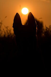 Sunset dog malinois photo
