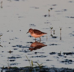 IMG 1198 c Least Sandpiper Whispering Willows Kankakee Co IL 8-21-2015