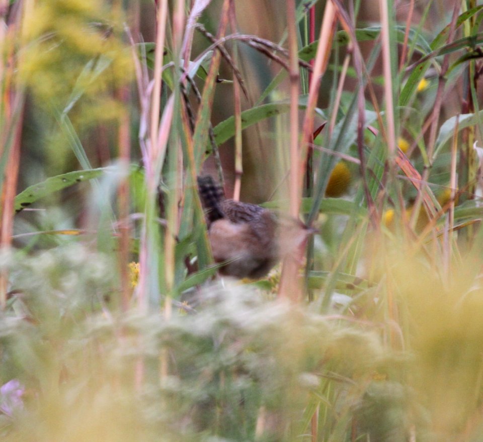 IMG 3265 c Winter Wren Perry Farm Kankakee Co IL 9-28-2015