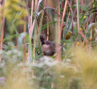 IMG 3265 c Winter Wren Perry Farm Kankakee Co IL 9-28-2015