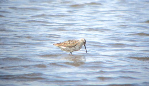 IMG 1861 c Stilt Sandpiper Whispering Willows Kankakee Co IL 8-4-2015