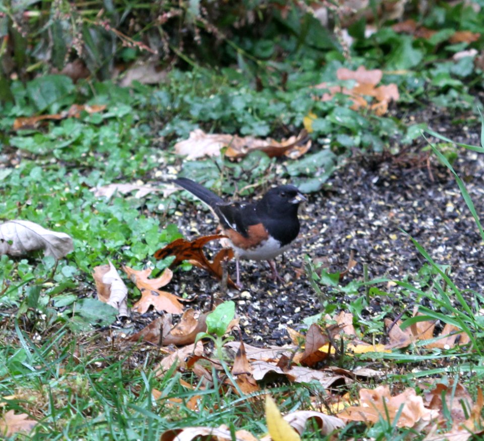 IMG 4648 c Eastern Towhee Hse Kankakee IL 10-27-2015