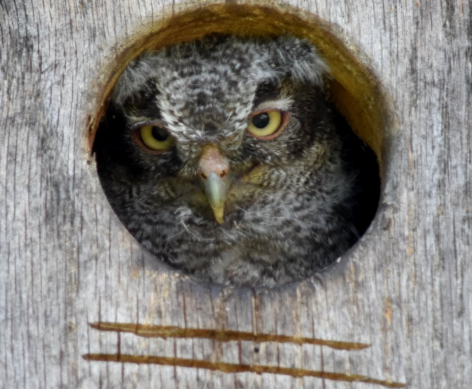 Owlet 2325 edited-1