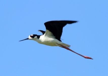 IMG 0600 c Black-necked Stilt Whispering Willows Kankakee Co IL 7-21-2015