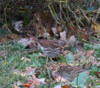 IMG 4655 c Fox and White-throated Sparrow Hse Kankakee IL 10-29-2015