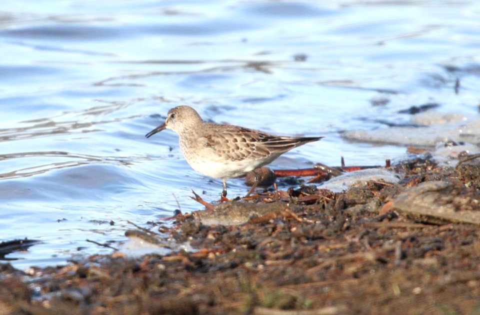 IMG 5733 c White-rumped Sandpiper LeVasseur Park-Perry Farm IL 11-25-2015
