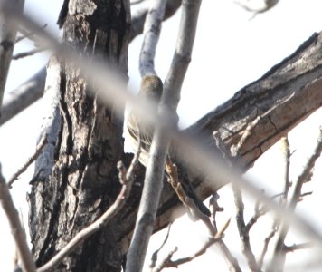 IMG 6318 Yellow-rumped Warbler Watson Lake Yavapai Co AZ 12-29-2015