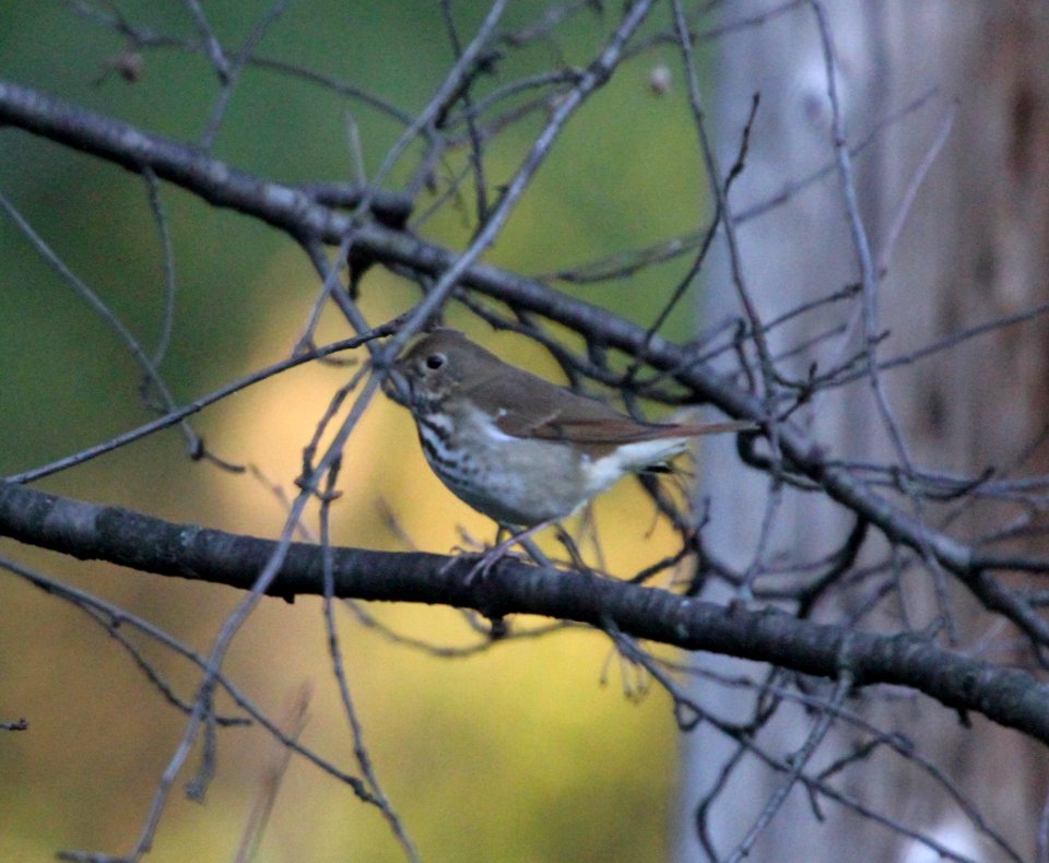 IMG 4105 c Hermit Thrush Hse Kankakee IL 10-17-2015