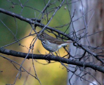 IMG 4105 c Hermit Thrush Hse Kankakee IL 10-17-2015