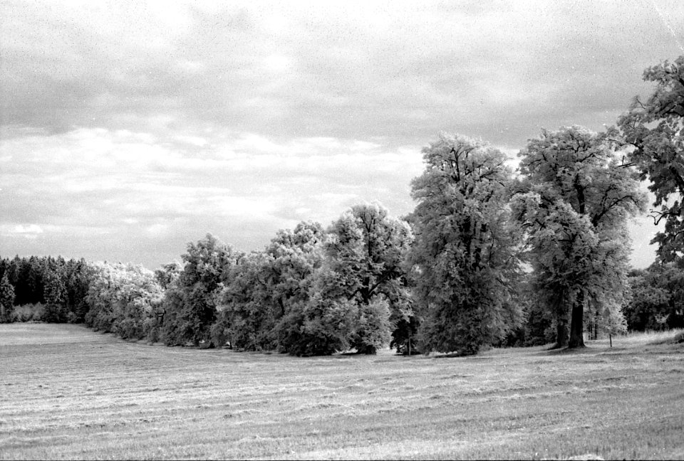 Canon EOS 30 with Canon EF 50mm f/1,8 II - Nové Dvory Avenue 04