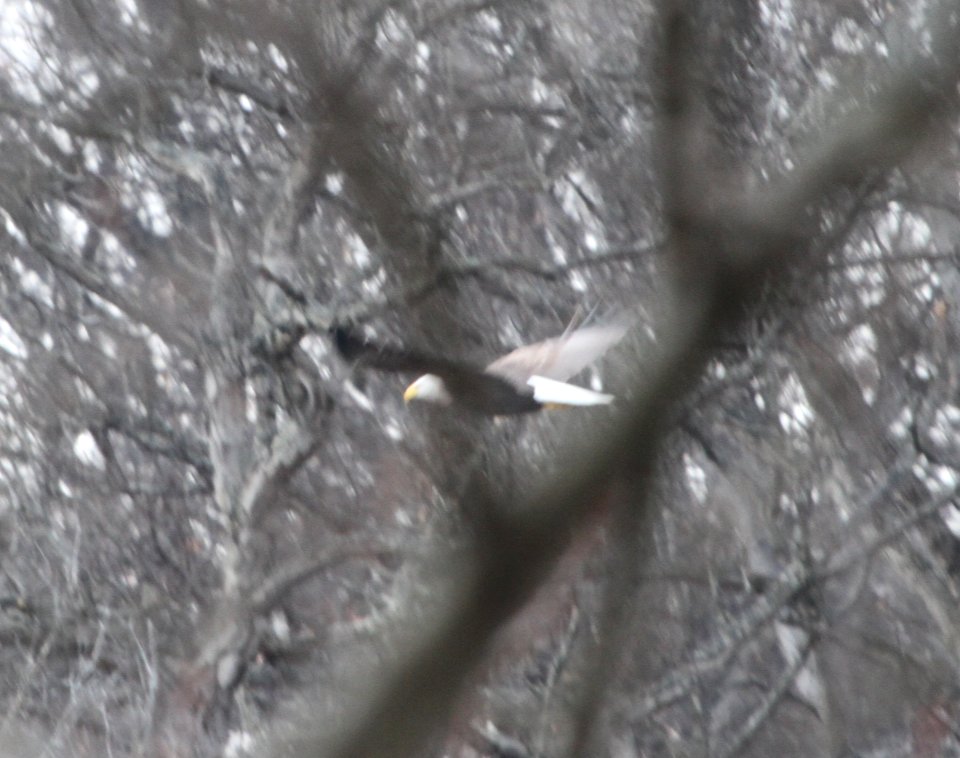 IMG 6410c Bald Eagle Kankakee IL 1-7-2016