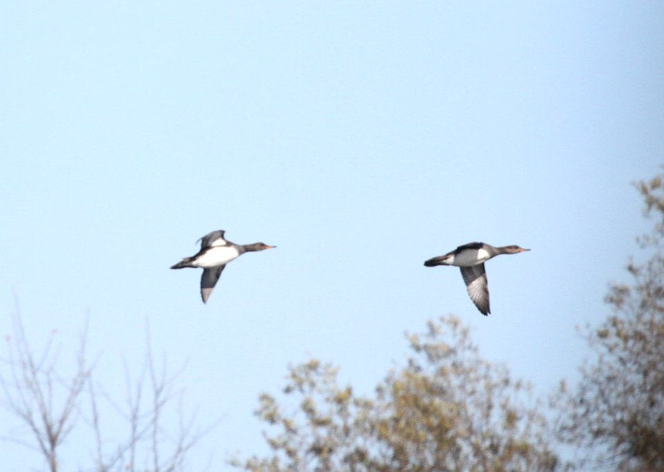 IMG 5322 c Hooded Merganser Dam Kankakee IL 11-14-2015