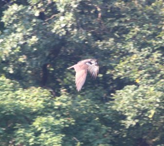 IMG 1686 c Osprey Kankakee IL 9-3-2015