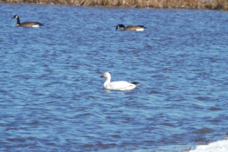 IMG 8368c Snow Goose Willowhaven Area Kankakee Co IL 3-14-2018