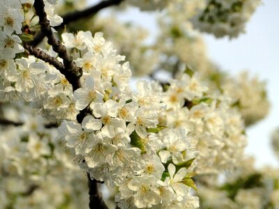 Spring white tree photo