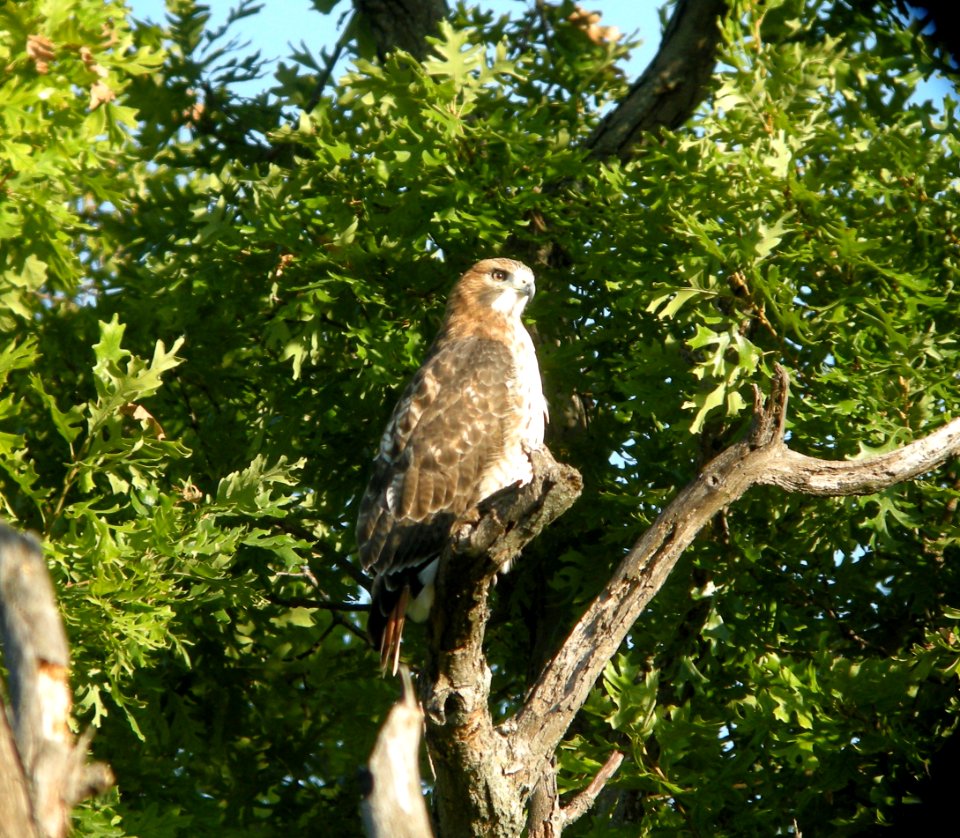 DSCN0661 c Red-tailed Hawk Kankakee Co IL 9-22-2013