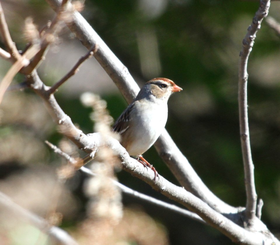 IMG 4806 c White-crowned Sparrow Perry Farm Park Kankakee Co IL 11-1-2015