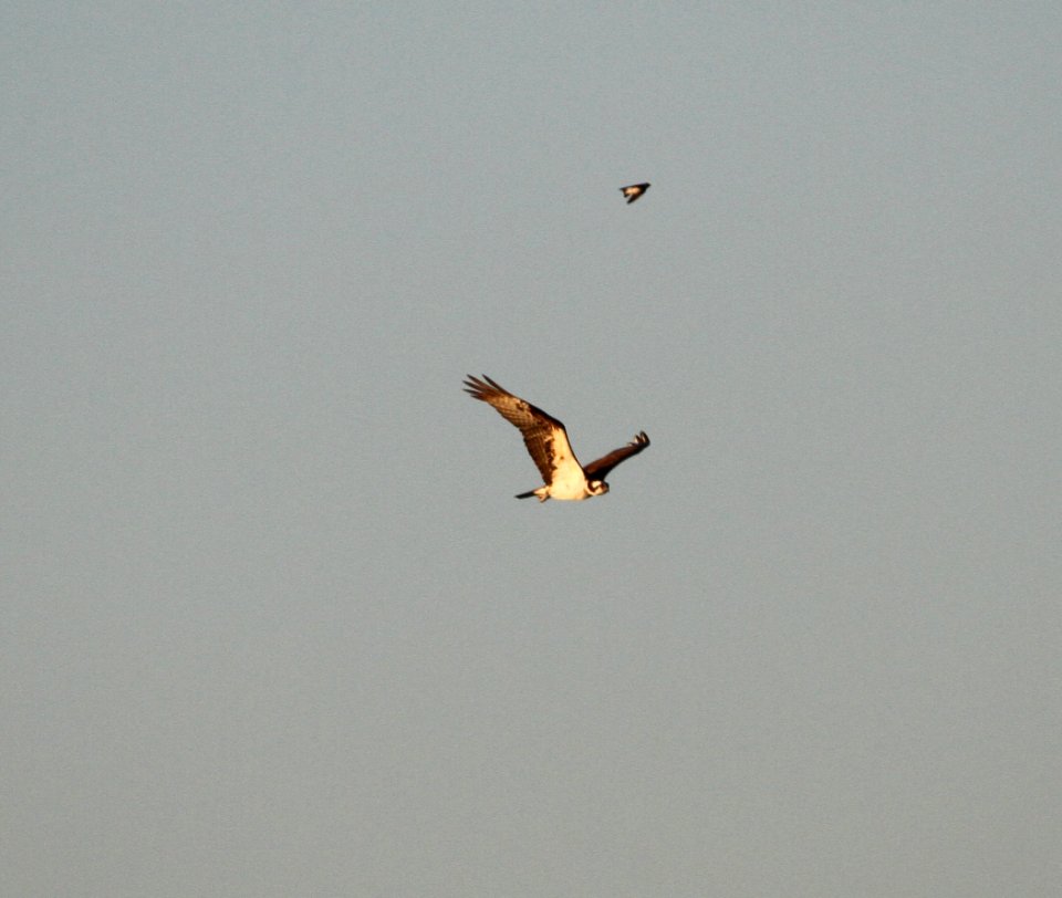 IMG 1429 c Osprey LaSalle FWA IN 8-24-2015