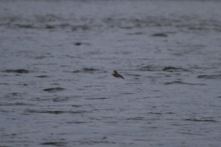 IMG 5568c Spotted Sandpiper Metro-sewer Kankakee IL 11-01-2017