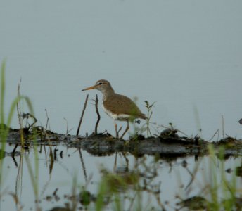 DSCN7550 c Spotted Sandpiper Whispering Willows Bourbonnais IL 7-3-2015