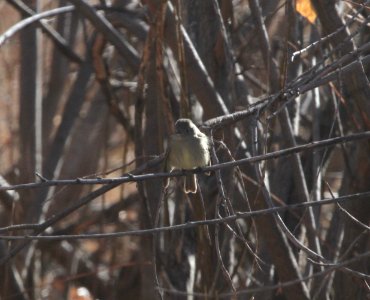IMG 6314 Hammond's Flycatcher Watson Lake Yavapai Co AZ 12-29-2015
