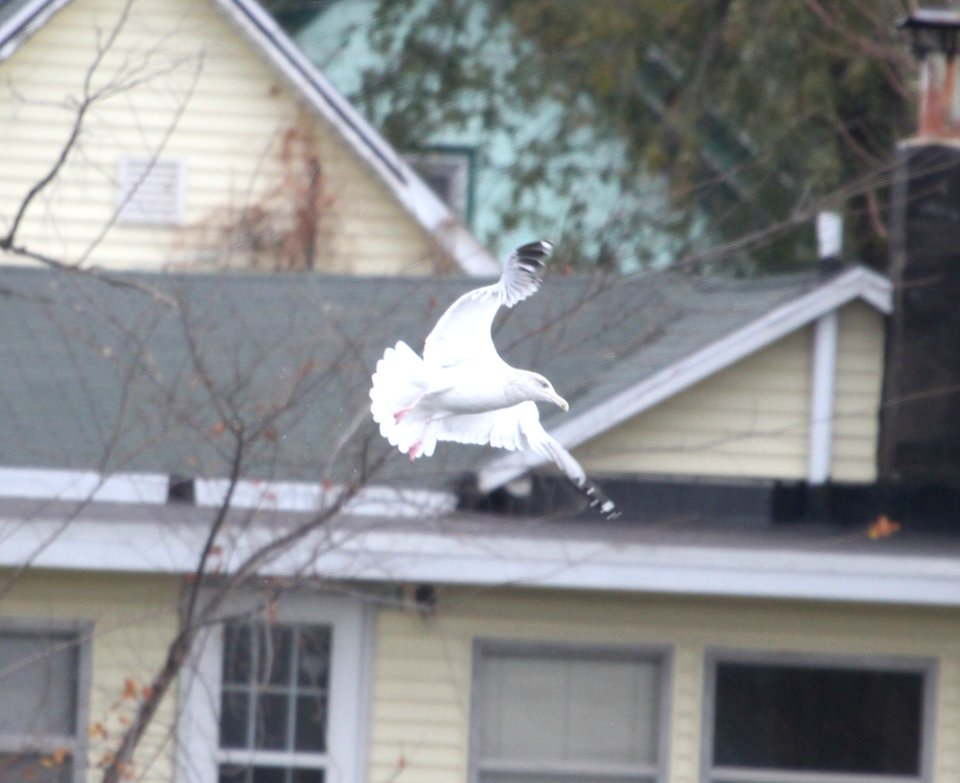 IMG 5333 c Herring Gull Dam Kankakee IL 11-16-2015