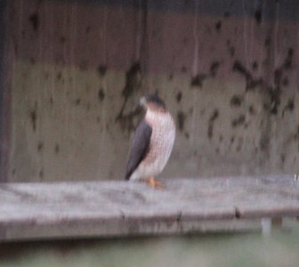 IMG 6398c Cooper's Hawk Dam Kankakee IL 1-7-2016 photo