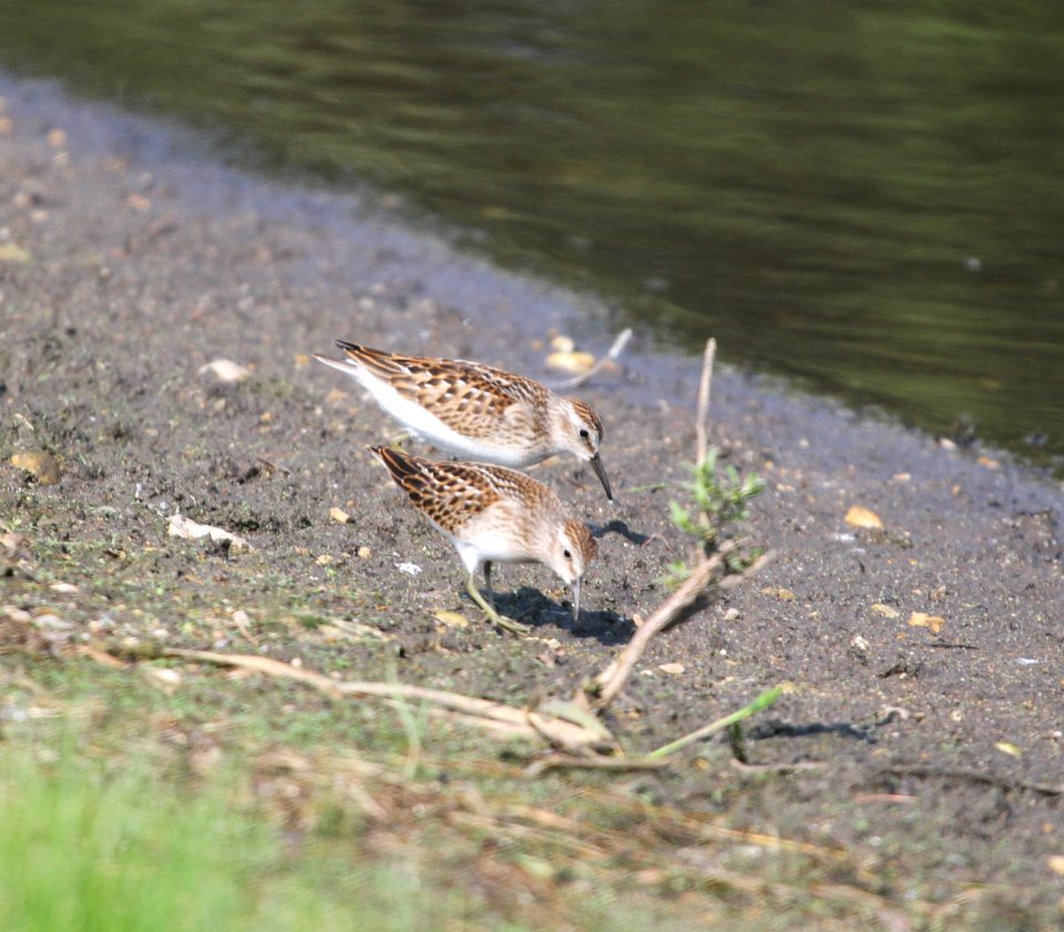 IMG 1909 c Least Sandpiper Whispering Willows Kankakee Co IL 9-6-2015