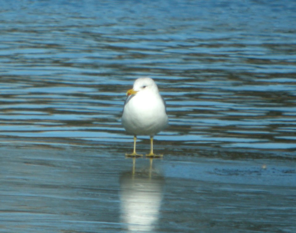 DSCN9330 CA Gull Watson Lake Yavapai Co AZ 12-28-2015