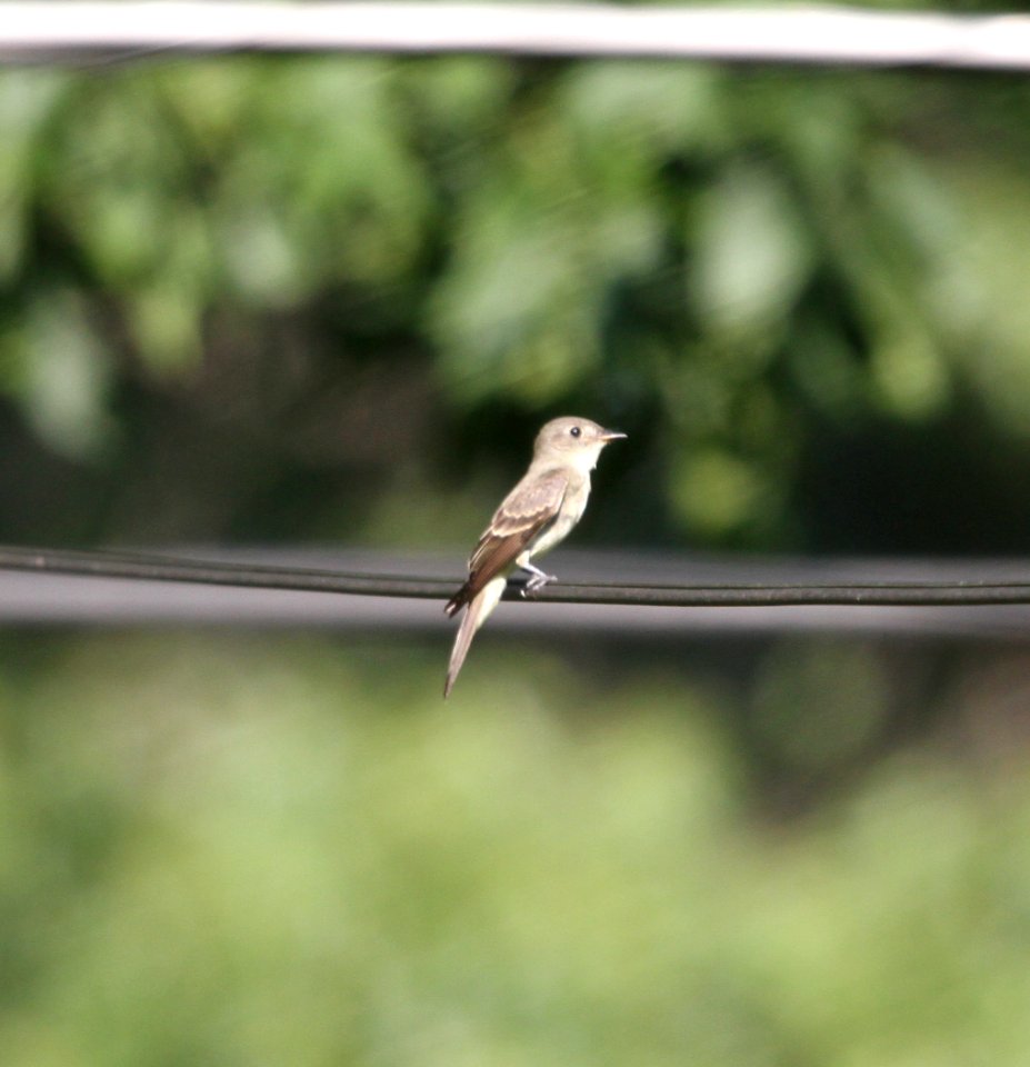 IMG 1703 c Eastern Wood-Pewee Hse Kankakee IL 9-3-2015