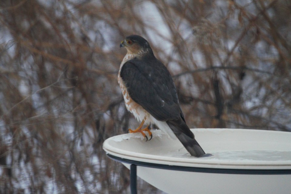 IMG 7093c Sharp-shinned Hawk Hse Kankakee IL 1-7-2018