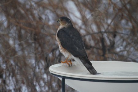 IMG 7093c Sharp-shinned Hawk Hse Kankakee IL 1-7-2018