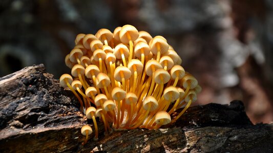 Forest summer nature