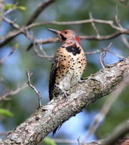 IMG 1558 c Northern Flicker Kankakee IL 8-26-2015