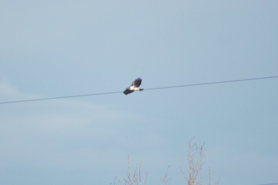 IMG 6819c Red-tailed Hawk (Harlan's) Chatfield SP CO 12-27-2017