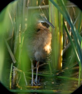 DSCN8265 c King Rail TNC Kankakee Sands IN 9-30-2015