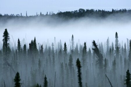 Trees foggy landscape photo