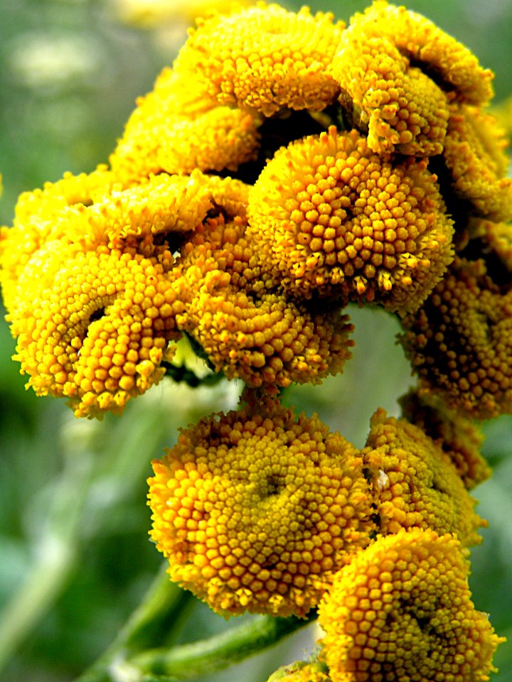 Tansy