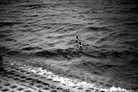 Praktica BC1 - Ducks