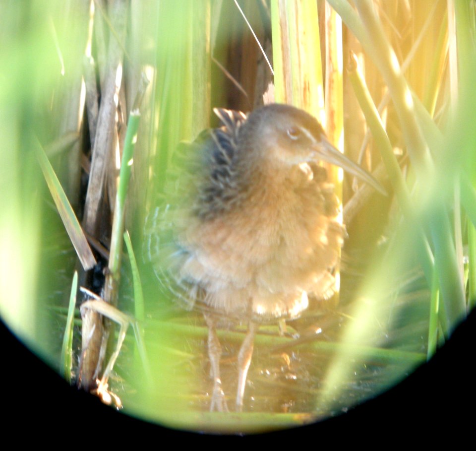 DSCN8269 c King Rail TNC Kankakee Sands IN 9-30-2015