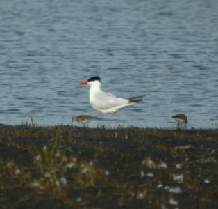 DSCN7839 c Caspian Tern Whispering Willows Kankakee Co IL 8-8-2015