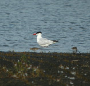 DSCN7839 c Caspian Tern Whispering Willows Kankakee Co IL 8-8-2015 photo