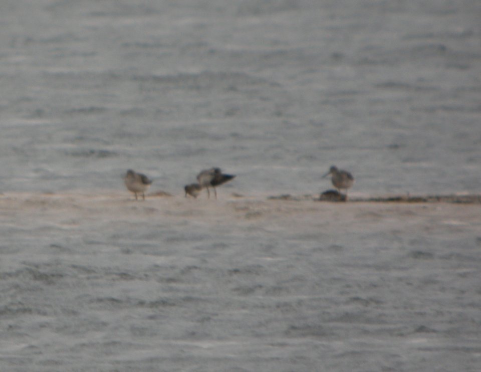 DSCN0873 c Greater Yellowlegs + Dunlin Newton Co IN 10-26-2013