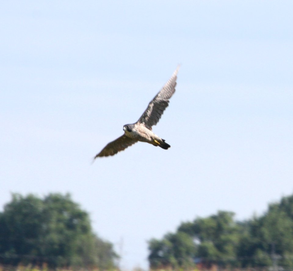 IMG 1501 c Peregrine Falcon Whispering Willows Kankakee Co IL 8-25-2015