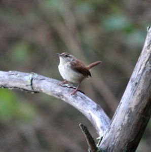 IMG 1226 c Carolina Wren Perry Farm Bourbonnais IL 8-22-2015 photo