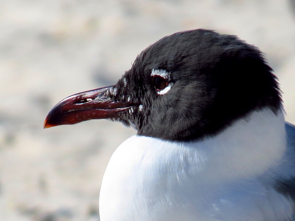 Black haed colse up portrait animal