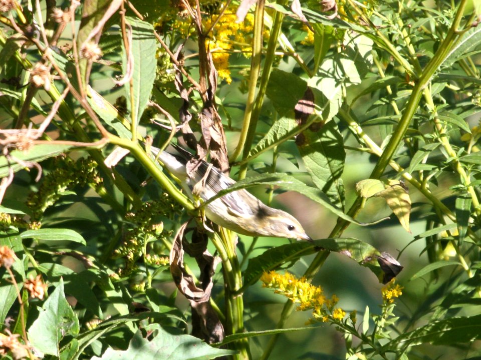 IMG 2709 c Blackburnian Warbler Hse Kankakee IL 9-20-2015
