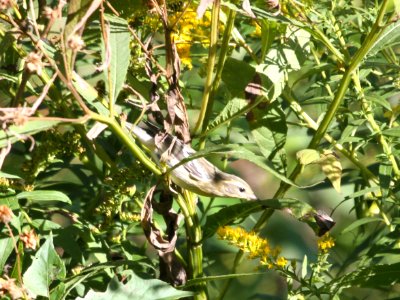 IMG 2709 c Blackburnian Warbler Hse Kankakee IL 9-20-2015